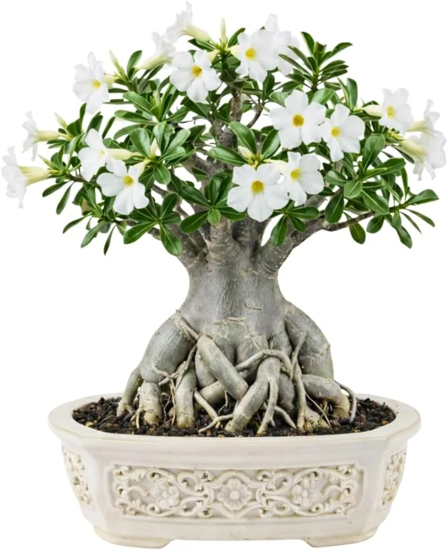 Double Yellow Desert Rose Live Plant - Adenium Obesum - 4-7 Inches Tall - Outdoor Flowering Succulent - Image 2