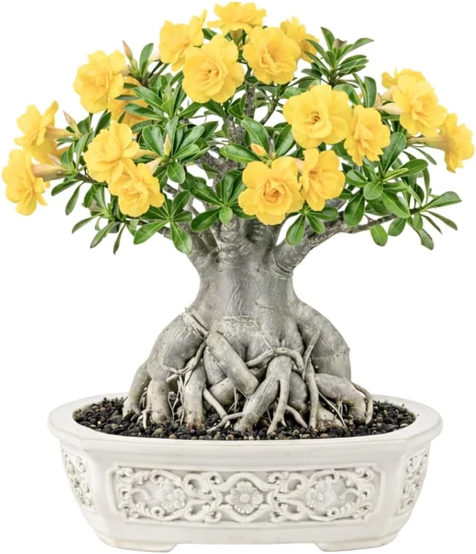 Double Yellow Desert Rose Live Plant - Adenium Obesum - 4-7 Inches Tall - Outdoor Flowering Succulent - Image 3