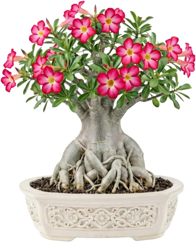 Double Yellow Desert Rose Live Plant - Adenium Obesum - 4-7 Inches Tall - Outdoor Flowering Succulent - Image 4
