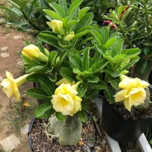 Double Yellow Desert Rose Live Plant - Adenium Obesum Flowers, 5-9 Inches Tall - Image 6