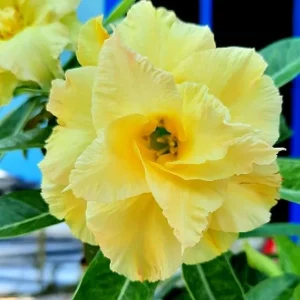 Double Yellow Desert Rose Live Plant Adenium Obesum 4-5 Inches Tall Outdoor - Image 7