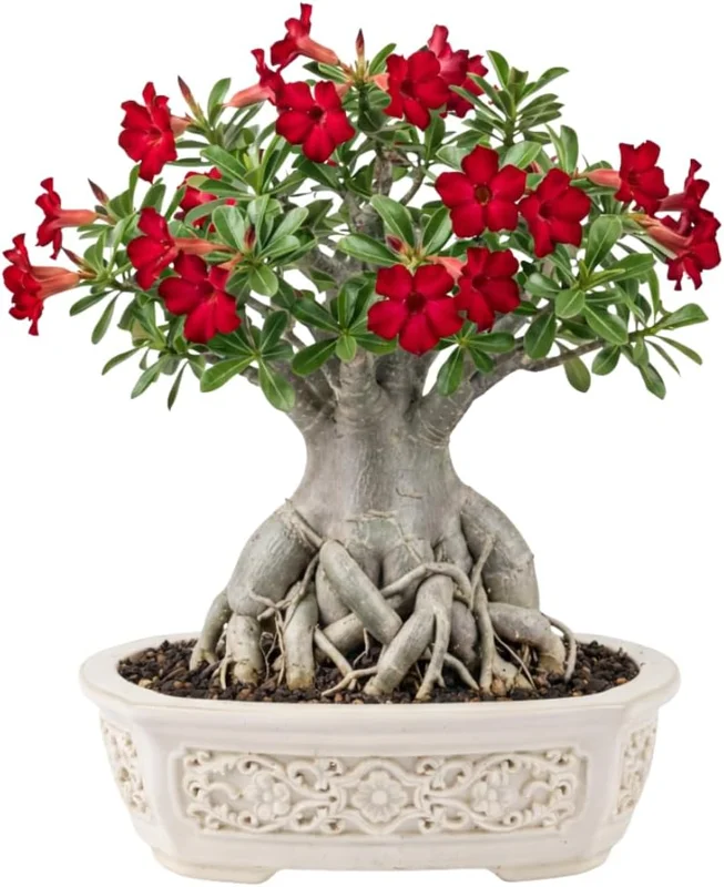 Double Yellow Desert Rose Live Plant - Adenium Obesum - 4-7 Inches Tall - Outdoor Flowering Succulent - Image 1