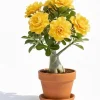 Double Yellow Desert Rose Live Plant - Adenium Succulent, 4-7 Inch Tall, Vibrant Bloom - Image 1