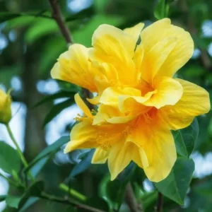 Double Yellow Hibiscus Live Plant - Tropical Flowering Shrub, 8-10 Inch Tall - Image 2