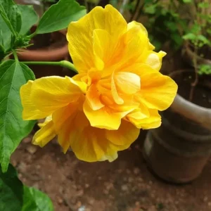 Double Yellow Hibiscus Live Plant - Tropical Flowering Shrub, 8-10 Inch Tall - Image 3