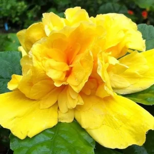Double Yellow Hibiscus Live Plant - Tropical Flowering Shrub, 8-10 Inch Tall - Image 5