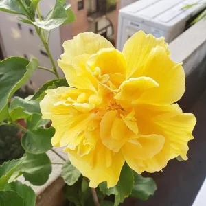 Double Yellow Hibiscus Live Plant - Tropical Flowering Shrub, 8-10 Inch Tall - Image 6