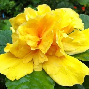 Double Yellow Hibiscus Live Plant - Tropical Flowering Shrub, 8-10 Inch Tall - Image 7