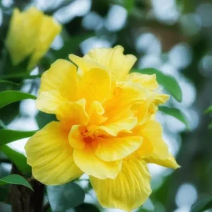 Double Yellow Hibiscus Live Plant - Tropical Flowering Shrub, 8-10 Inch Tall - Image 1