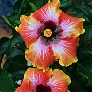 Double Yellow Hibiscus Tree Live Plant – 8-12 Inch Tall – Perennial Outdoor - Image 2