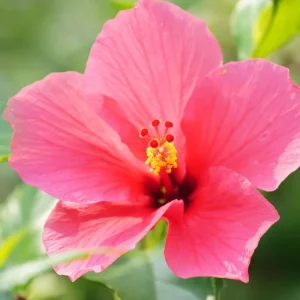 Double Yellow Hibiscus Tree Live Plant – 8-12 Inch Tall – Perennial Outdoor - Image 4