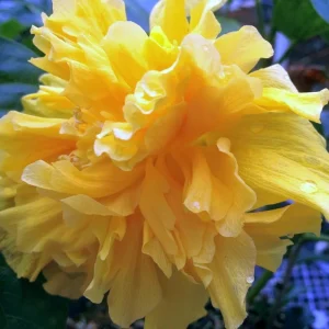Double Yellow Hibiscus Tree Live Plant – 8-12 Inch Tall – Perennial Outdoor - Image 6