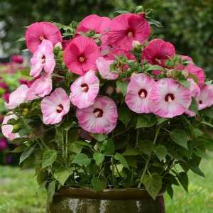 Double Yellow Hibiscus Tree Live Plant – 8-12 Inch Tall – Perennial Outdoor - Image 7