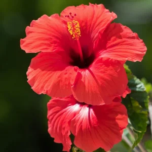 Double Yellow Hibiscus Tree Live Plant – 8-12 Inch Tall – Perennial Outdoor - Image 1