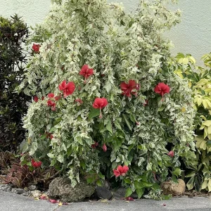 Double Yellow Hibiscus Tree Live Plant – 8-12 Inch Tall – Perennial Outdoor - Image 8