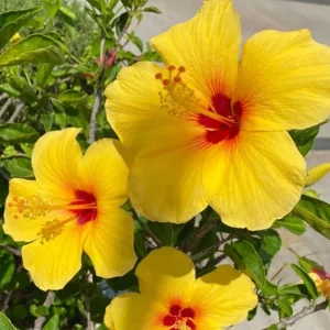 Double Yellow Hibiscus Tree Live Plant – 8-12 Inch Tall – Perennial Outdoor - Image 9