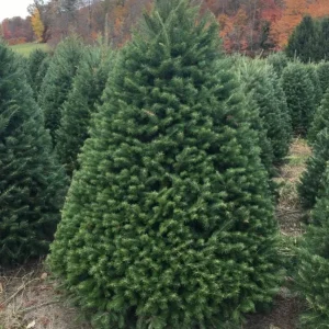 Douglas Fir Live Evergreen Trees - Set of 2, Potted, 3-6 Inch Tall - Image 2