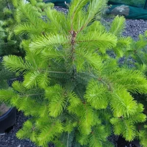 Douglas Fir Live Evergreen Trees - Set of 2, Potted, 3-6 Inch Tall - Image 3