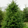 Douglas Fir Live Evergreen Trees - Set of 2, Potted, 3-6 Inch Tall - Image 1