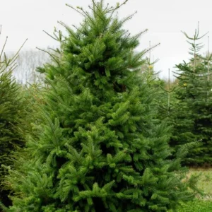 Douglas Fir Live Evergreen Trees - Set of 2, Potted, 3-6 Inch Tall - Image 1