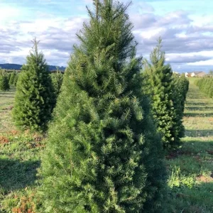 Douglas Fir Live Evergreen Trees - Set of 2, Potted, 3-6 Inch Tall - Image 6