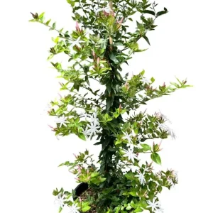 Downy Jasmine Live Plant - Jasminum Multiflorum Shrub, White Flowers, 5-8 Inch Tall - Image 1