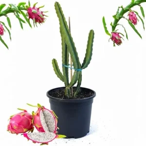 Dragon Fruit Live Plant in 3 Gallon Pot - Tropical Vine Cactus for Outdoor - Image 6