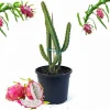 Dragon Fruit Live Plant in 3 Gallon Pot - Tropical Vine Cactus for Outdoor - Image 1