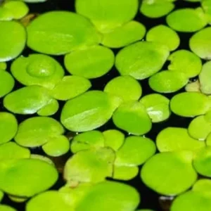 Duckweed Live Plants for Aquarium – 2000 Count Aquatic Plant - Image 6