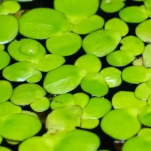 Duckweed Live Plants for Aquarium – 2000 Count Aquatic Plant - Image 7