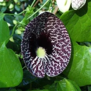 Dutchman Pipe Vine Live Plant – Fast Growing, 4-Pack, 6-12 Inch Tall, Bare Root - Image 2