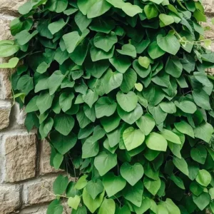 Dutchman Pipe Vine Live Plant – Fast Growing, 4-Pack, 6-12 Inch Tall, Bare Root - Image 3