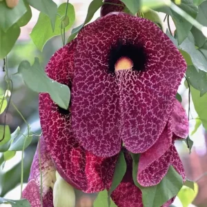 Dutchman Pipe Vine Live Plant – Fast Growing, 4-Pack, 6-12 Inch Tall, Bare Root - Image 4