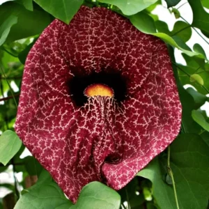 Dutchman Pipe Vine Live Plant – Fast Growing, 4-Pack, 6-12 Inch Tall, Bare Root - Image 5