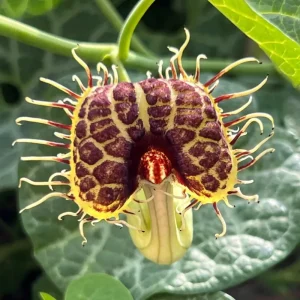 Dutchman Pipe Vine Live Plant – Fast Growing, 4-Pack, 6-12 Inch Tall, Bare Root - Image 6