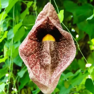 Dutchman's Pipe Vine Live Plant – Outdoor Garden Vine – 4 to 6 Inch Tall - Image 2
