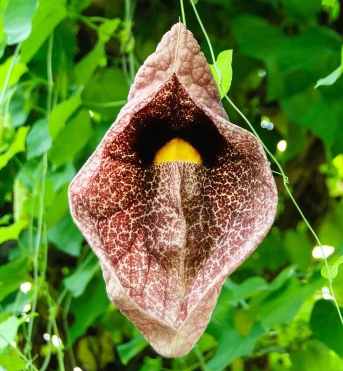 Dutchman's Pipe Vine Live Plant – Outdoor Garden Vine – 4 to 6 Inch Tall - Image 2
