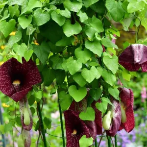 Dutchman's Pipe Vine Live Plant – Outdoor Garden Vine – 4 to 6 Inch Tall - Image 3