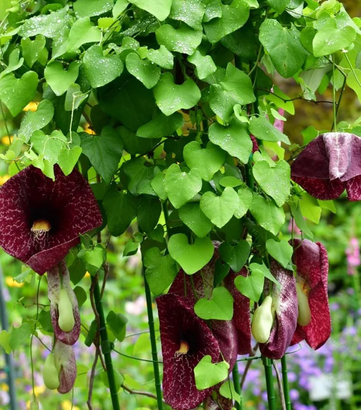 Dutchman's Pipe Vine Live Plant – Outdoor Garden Vine – 4 to 6 Inch Tall - Image 3