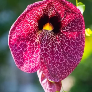 Dutchman's Pipe Vine Live Plant – Outdoor Garden Vine – 4 to 6 Inch Tall - Image 4