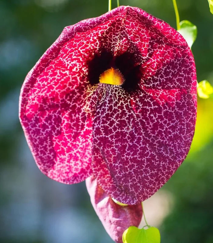 Dutchman's Pipe Vine Live Plant – Outdoor Garden Vine – 4 to 6 Inch Tall - Image 4