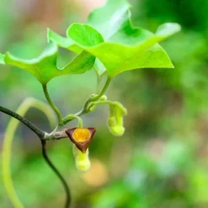 Dutchman's Pipe Vine Live Plant – Outdoor Garden Vine – 4 to 6 Inch Tall - Image 5