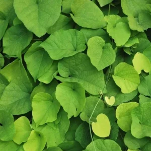 Dutchman's Pipe Vine Live Plant – Outdoor Garden Vine – 4 to 6 Inch Tall - Image 6