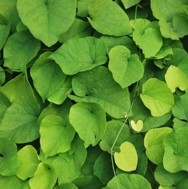 Dutchman's Pipe Vine Live Plant – Outdoor Garden Vine – 4 to 6 Inch Tall - Image 6