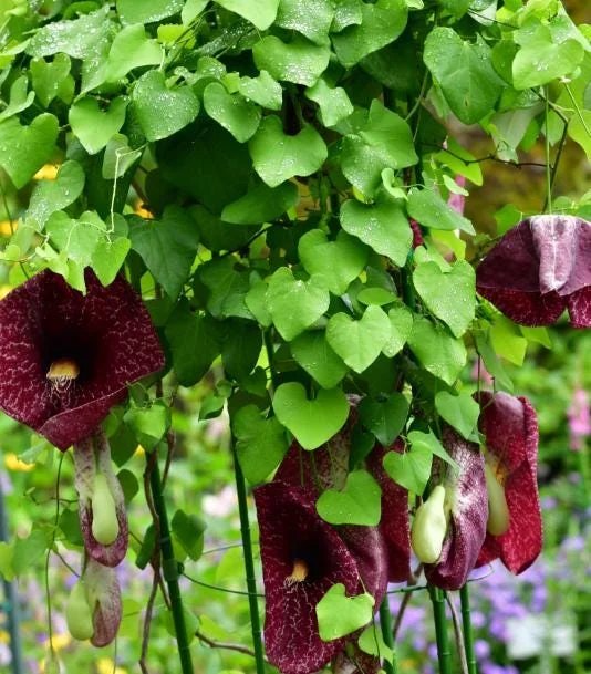 Dutchman's Pipe Vine Live Plant – Outdoor Garden Vine – 4 to 6 Inch Tall - Image 7