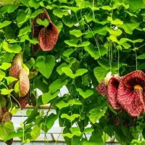 Dutchman's Pipe Vine Live Plant – Outdoor Garden Vine – 4 to 6 Inch Tall - Image 8