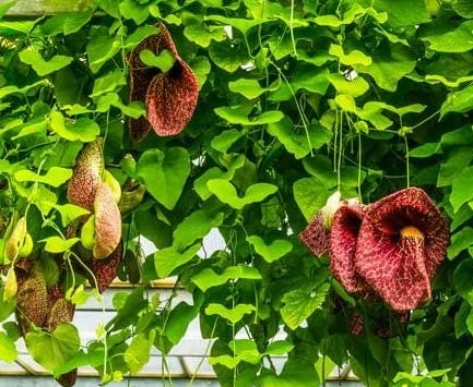 Dutchman's Pipe Vine Live Plant – Outdoor Garden Vine – 4 to 6 Inch Tall - Image 8