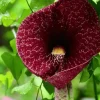 Dutchman's Pipe Vine Live Plant – Outdoor Garden Vine – 4 to 6 Inch Tall - Image 1