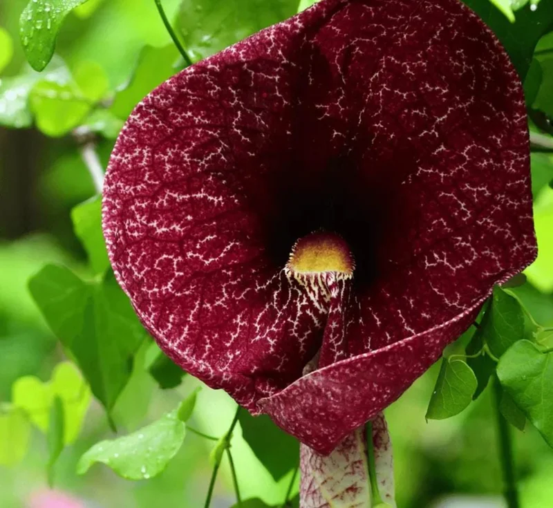 Dutchman's Pipe Vine Live Plant – Outdoor Garden Vine – 4 to 6 Inch Tall - Image 1