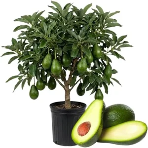 Dwarf Avocado Tree Live Plant - 3 Ft Tall, Fruit-Bearing in 3 Gallon Pot - Image 1